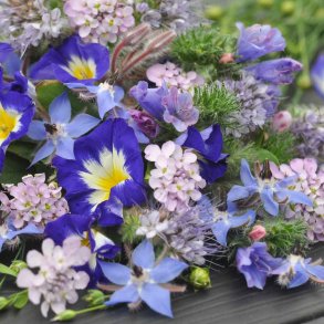 Blomsterblanding fr�. Blue collection. Fr�