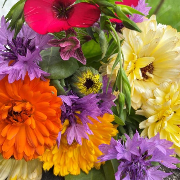 Blomsterblanding fr�. Urban city mixed. Fr�