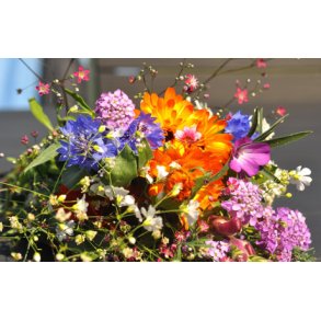 Blomsterblanding. Den hurtige. Fr