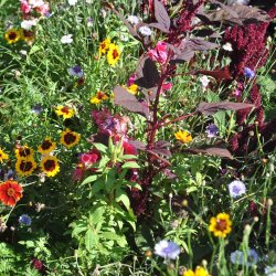 Blomsterblanding fr�. Blomsterpigens. XL pose. Til ca. 100 m2. Fr�