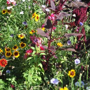 Blomsterblanding fr�. Blomsterpigens. XL pose. Til ca. 100 m2. Fr�