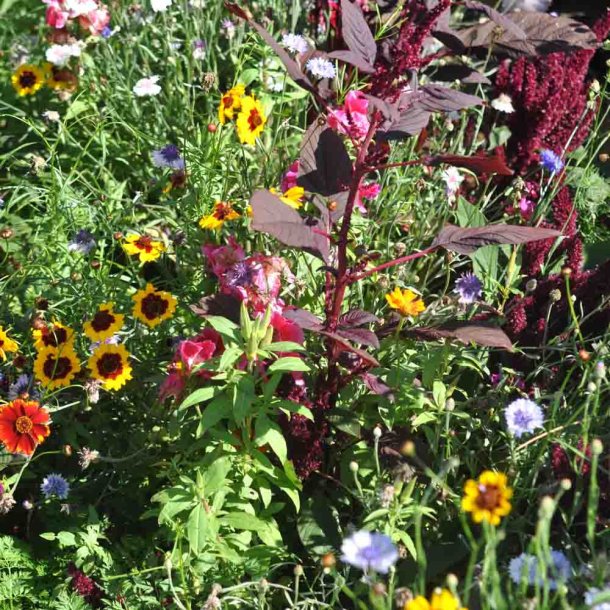 Blomsterblanding fr�. Blomsterpigens. XL pose. Til ca. 100 m2. Fr�