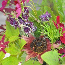 Blomsterblanding fr�. Blomsterbondens dr�m. Fr�
