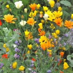 Blomsterblanding fr� til lave blomster. XL pose. Til ca. 100 m2. Fr�