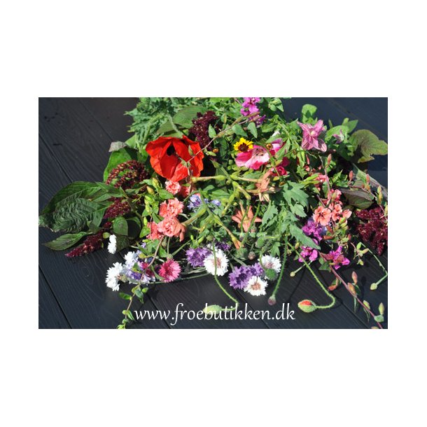 Blomsterblanding. Blomsterpigens. X-tra stor portion. Fr