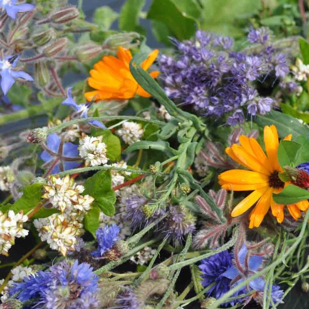 Blomsterblanding fr� til bier. XL pose. Til ca. 100 m2. Fr�