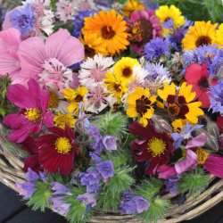 Blomsterblanding fr�. Nyttig buketmix. X-tra stor portion til ca. 100 m2. Fr�.