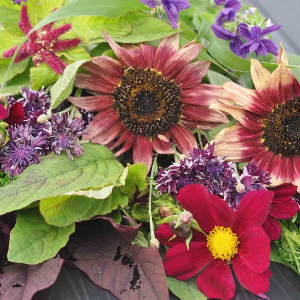 Blomsterblanding fr�. Blomsterbondens dr�m. Fr�