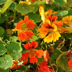 Blomsterkarse. Phoenix. Tropaeolum nanum. Ca. 20 Fr�