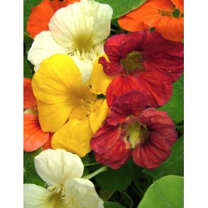 Blomsterkarse. Mix. Tropaeolum majus. Fr