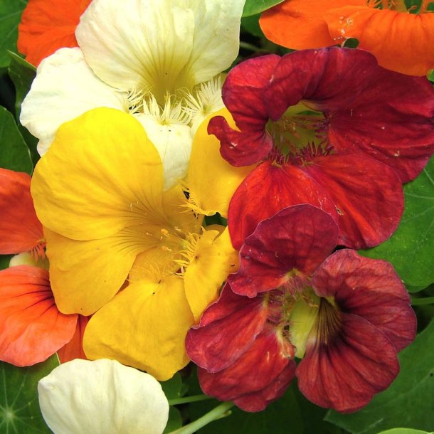 Blomsterkarse fr�. Mix. Tropaeolum majus. Ca. 90 Fr�