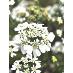 Blomsterkrvel. Orlaya grandiflora. White Lace. Fr