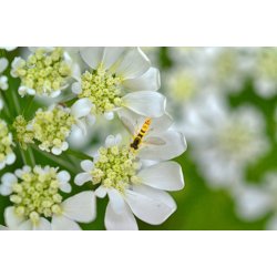 Blomsterkrvel. Orlaya grandiflora. White Lace. Fr