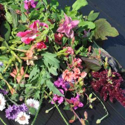 Blomsterblanding fr�. Blomsterpigens. XL pose. Til ca. 100 m2. Fr�