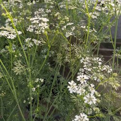 Koriander fr�. Coriandrum sativum. Ca. 550 Fr�.