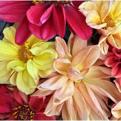 Georginer. Bloody Mary mix. Dahlia variabilis. fr