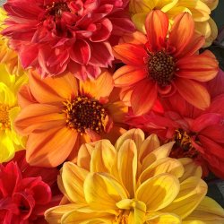 Georginer fr�. Bloody Mary mix. Dahlia variabilis. Ca. 70 fr�