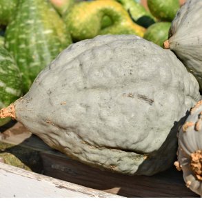 Gr�skar fr�. Blue Hubbard. Cucurbita maxima. Ca. 15 Fr�