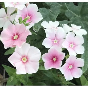 Floks. Blushing bride. Phlox drummondii. Fr