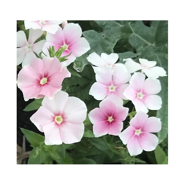 Floks. Blushing bride. Phlox drummondii. Fr