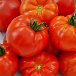 Tomat fr�. Marmande VR. Solanum lycopersicum. Ca. 30 �kologiske fr�.