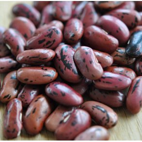 Bnner. Prizewinner. Phaseolus coccineus. Klatrende. Fr.