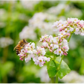 Boghvede. Fagopyrum esculentum. Fr