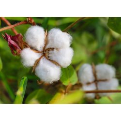 Bomuld. Gossypium herbaceum. Fr