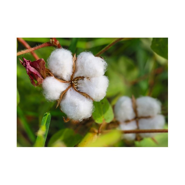 Bomuld. Gossypium herbaceum. Fr