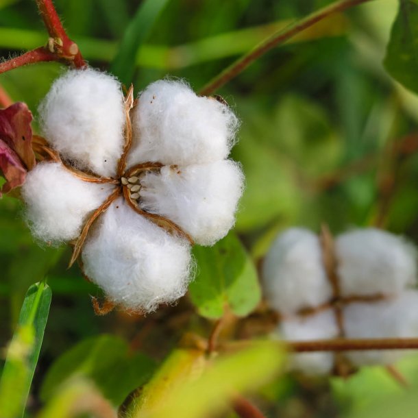 Bomuld fr�. Gossypium herbaceum. Ca. 35 Fr�