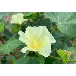 Bomuld. Gossypium herbaceum. Fr