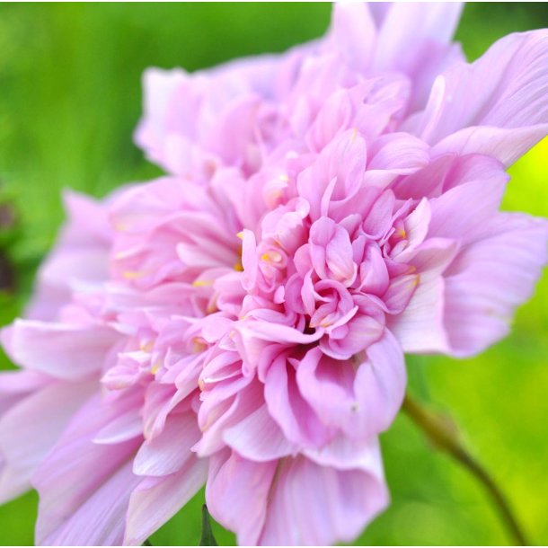 Stolt kavaler. Double Click Rose Bonbon. Cosmos bipinnatus. Fr