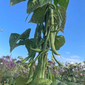 B�nner fr�. Terli. Stangb�nner. Phaseolus vulgaris. Ca. 50 Fr�