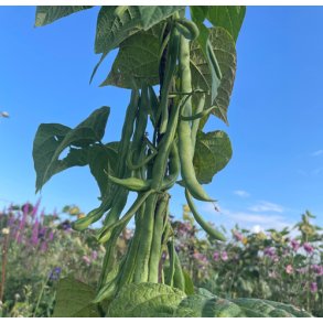 Bnner. Terli. Stangbnner. Phaseolus vulgaris. Fr