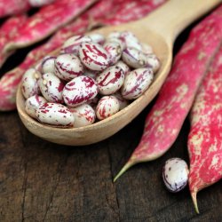 B�nner fr�. Borlotto di Vigevano nano. Buskb�nne. Phaseolus vulgaris. Ca. 45 Fr�.