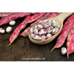 Bnner. Borlotto di Vigevano nano. Buskbnne. Phaseolus vulgaris. Fr.