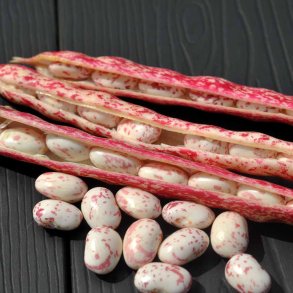 B�nner fr�. Borlotto di Vigevano nano. Buskb�nne. Phaseolus vulgaris. Ca. 45 Fr�.