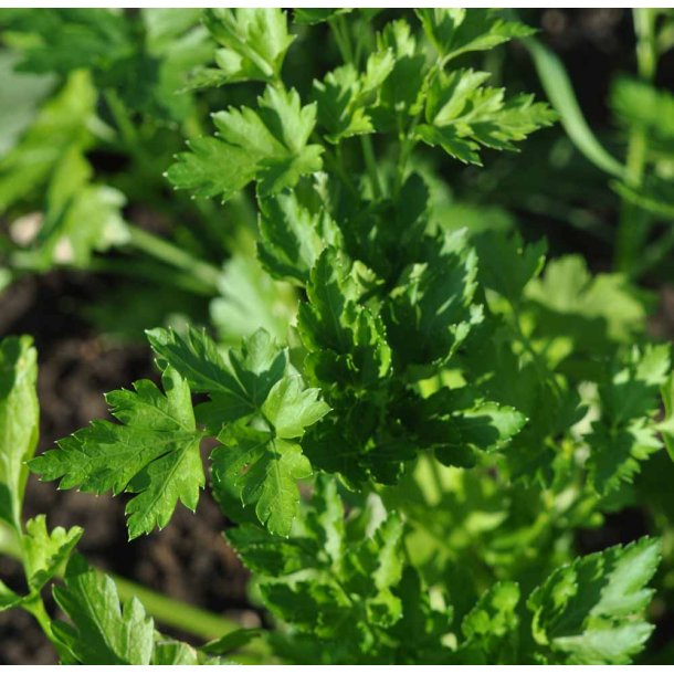 Persille. Gigante dItalia. Bredbladet.  Petroselinum crispum Fr.