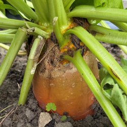 Roer fr�. Brigadier. Beta vulgaris. Ca. 450 Fr�