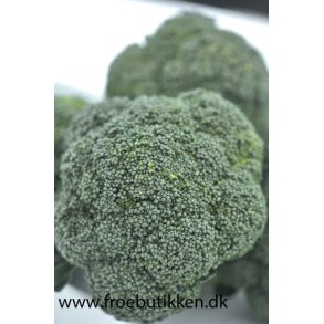Broccoli. Sebastian. Brassica oleracea var italica.  Fr