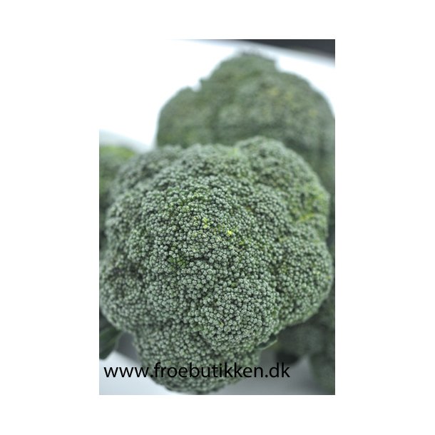 Broccoli. Sebastian. ID1953-5215. Fr