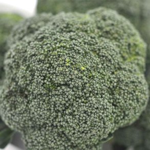 Broccoli fr�. Wiarus. Botrytis. Brassica oleracea L. var italica.  Ca. 800 Fr�