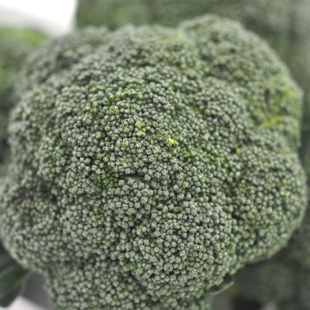 Broccoli fr�. Wiarus. Botrytis. Brassica oleracea L. var italica.  Ca. 800 Fr�