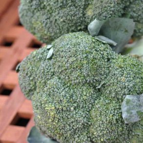 Broccoli fr�. Atlantis. F1. Brassica oleracea. Ca. 85 Fr�.