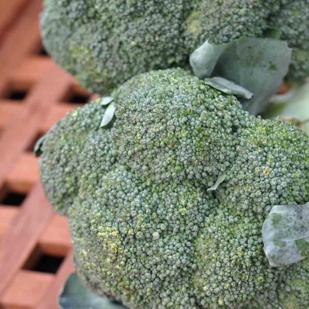 Broccoli fr�. Atlantis. F1. Brassica oleracea. Ca. 85 Fr�.