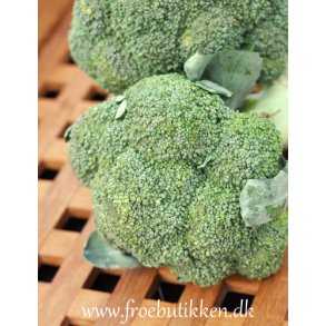 Broccoli. Atlantis. F1. Brassica oleracea. Fr.