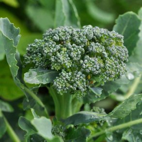 Broccoli fr�. Natalino. Brassica oleracea. Ca. 325 �kologiske fr�