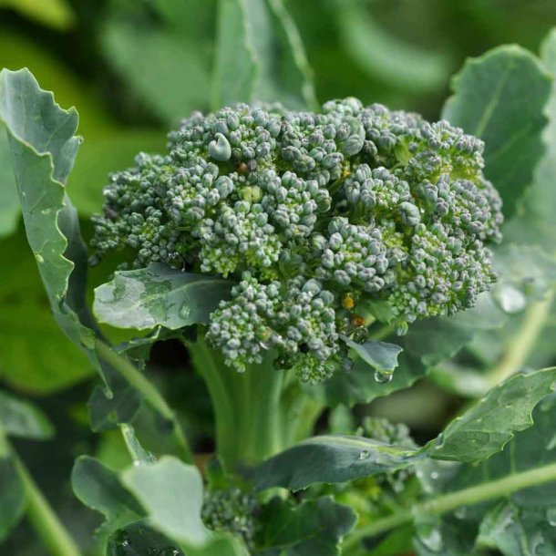 Broccoli fr�. Natalino. Brassica oleracea. Ca. 325 �kologiske fr�