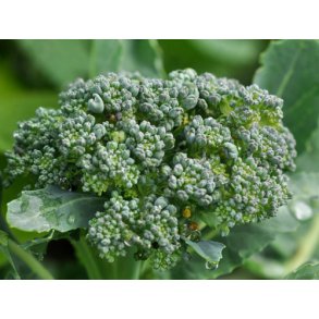 Broccoli. Natalino. Brassica oleracea. kologisk. Fr