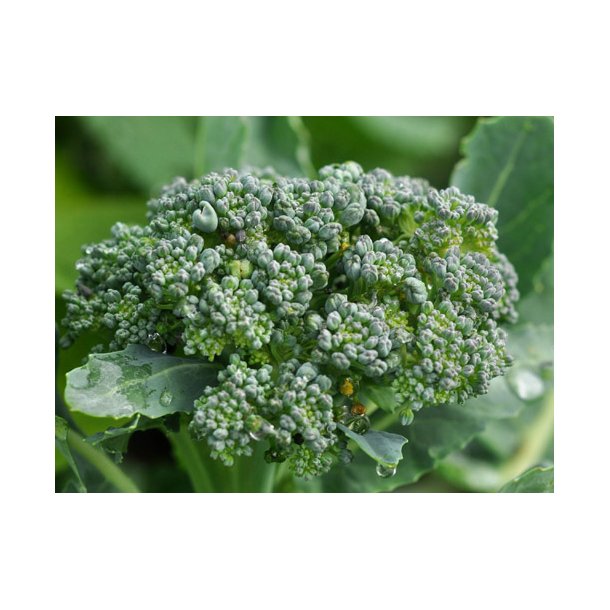 Broccoli. Natalino. kologisk. ID1924-0130.  Fr